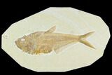 Fossil Fish (Diplomystus) - Green River Formation #130307-1